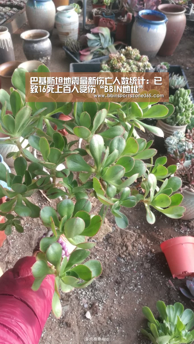 巴基斯坦地震最新伤亡人数统计:已致16死上百人受伤“BBIN地址”(图1) BBIN百家乐
